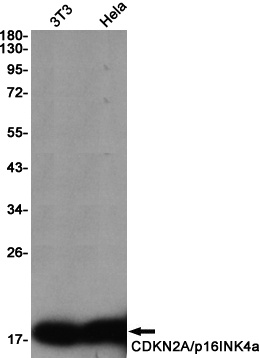 CDKN2A Antibody