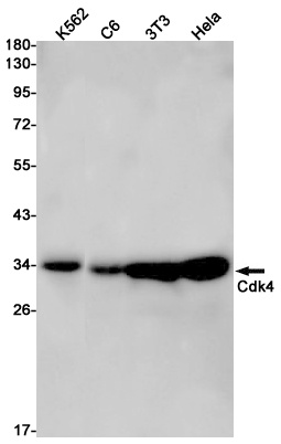 CDK4 Antibody