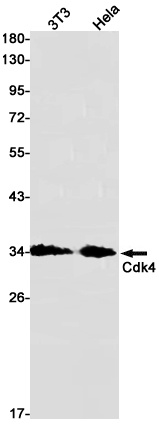 CDK4 Antibody