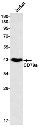 CD79A Antibody