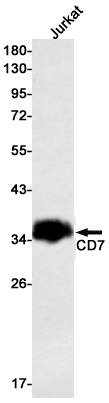 CD7 Antibody