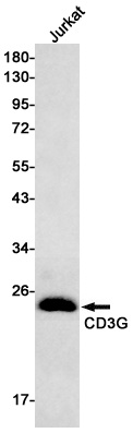 CD3G Antibody