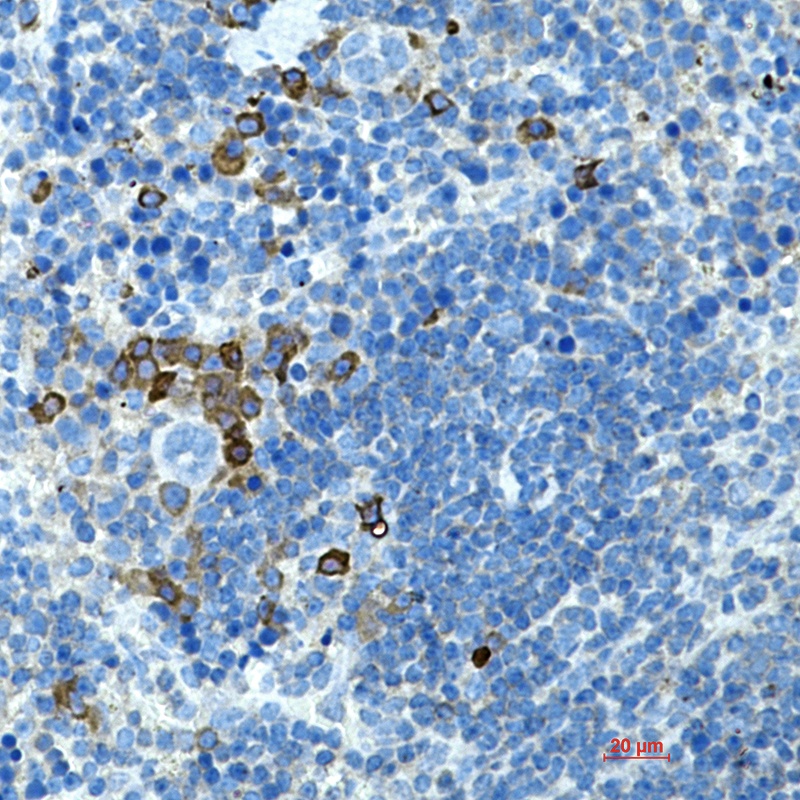 Btla Antibody