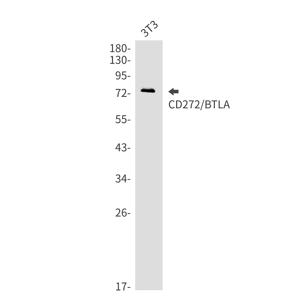 Btla Antibody