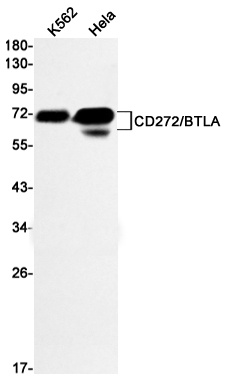 Btla Antibody