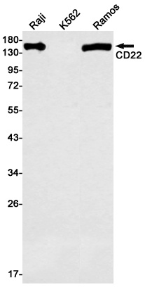 CD22 Antibody