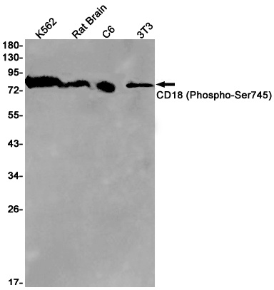 Phospho-CD18 (Ser745) Rabbit Monoclonal Antibody