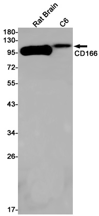 CD166 Rabbit mAb