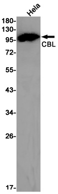 CBL Antibody