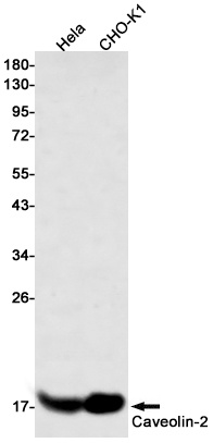 CAV2 Antibody