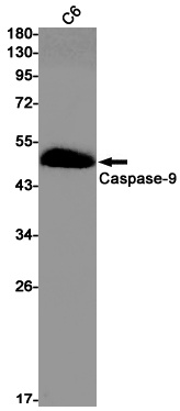 Caspase 9 Rabbit mAb