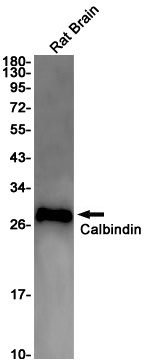 Calb1 Antibody