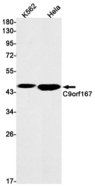 C9orf167 Rabbit mAb