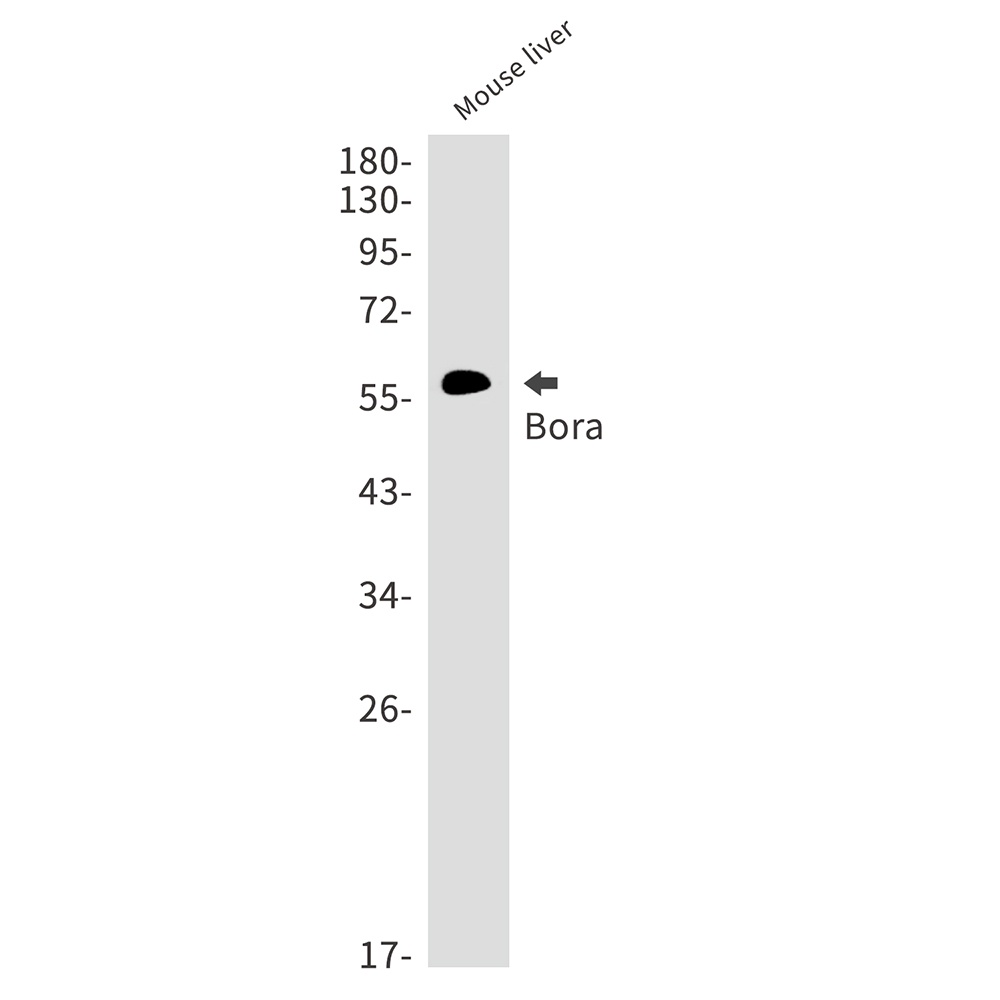 BORA Antibody
