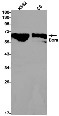 BORA Antibody