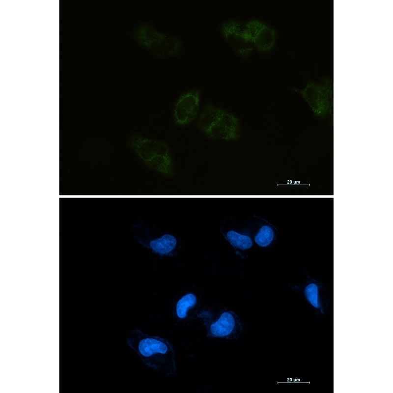 BMP4 Antibody