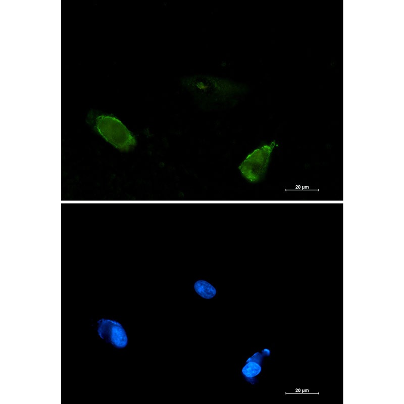 BIN1 Antibody