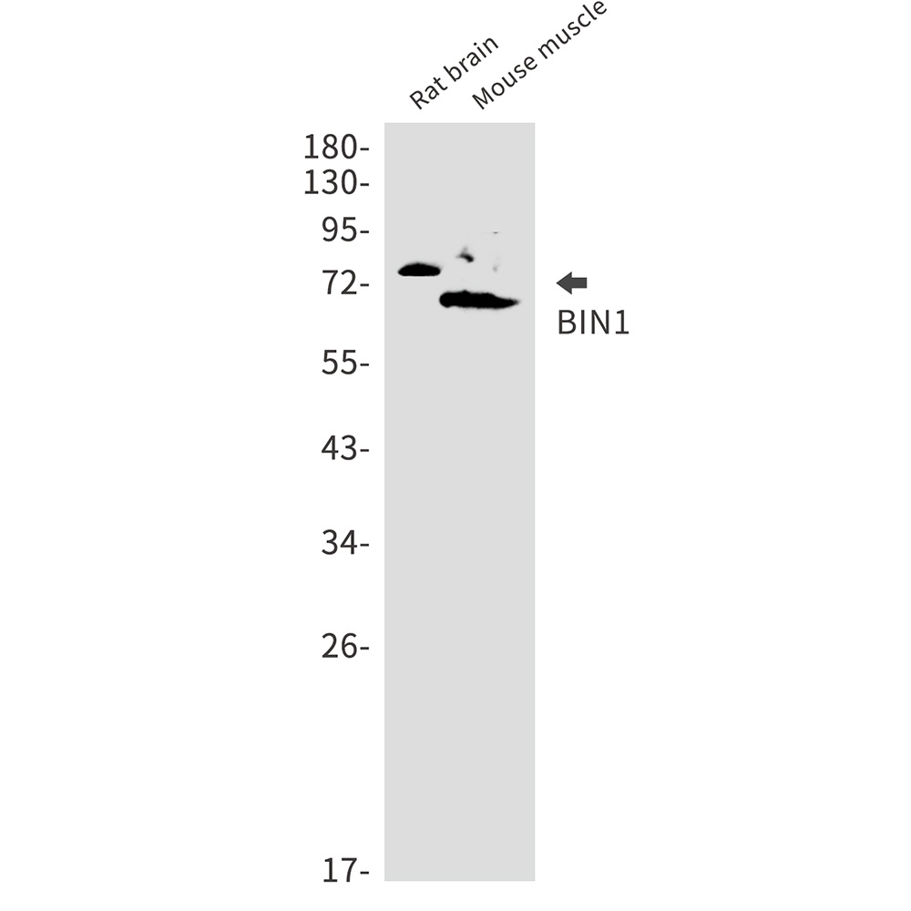 BIN1 Antibody
