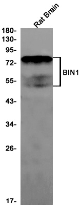 BIN1 Antibody