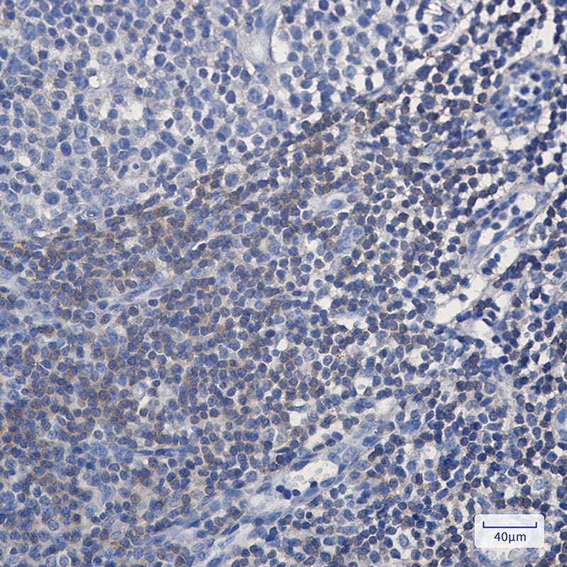 BIN1 Antibody