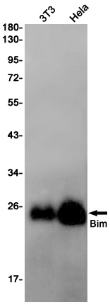 BCL2L11 Antibody