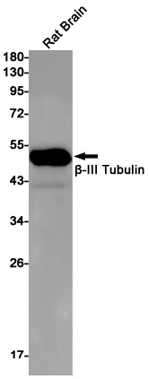 TUBB3 Antibody