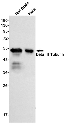 TUBB3 Antibody