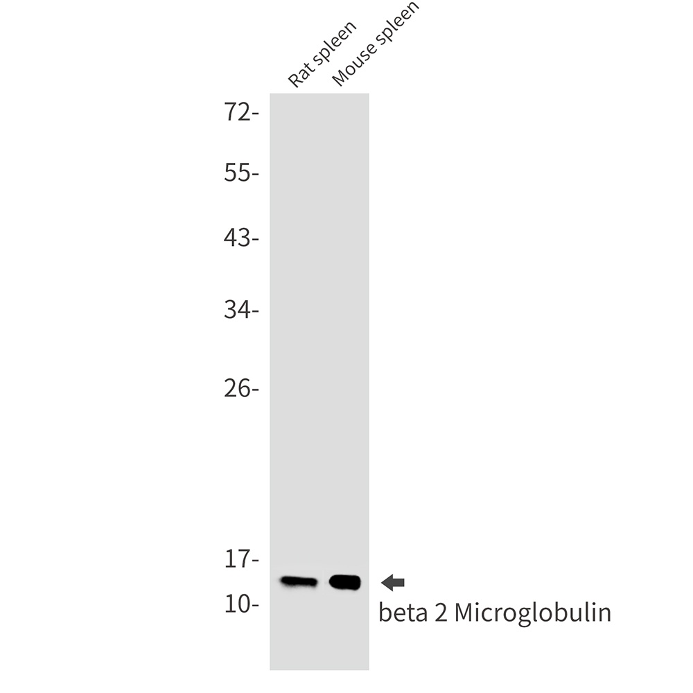 B2M Antibody