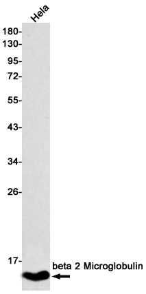 B2M Antibody