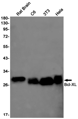 [KO] Bcl-XL Rabbit mAb