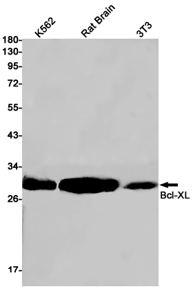 [KO] Bcl-XL Rabbit mAb