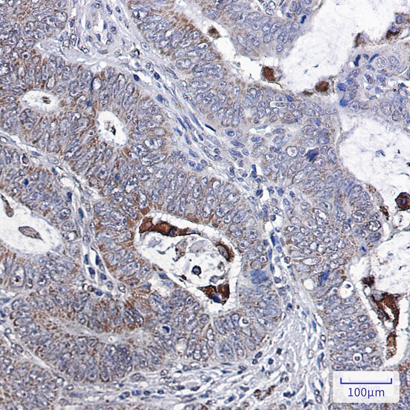 BCL2L1 Antibody