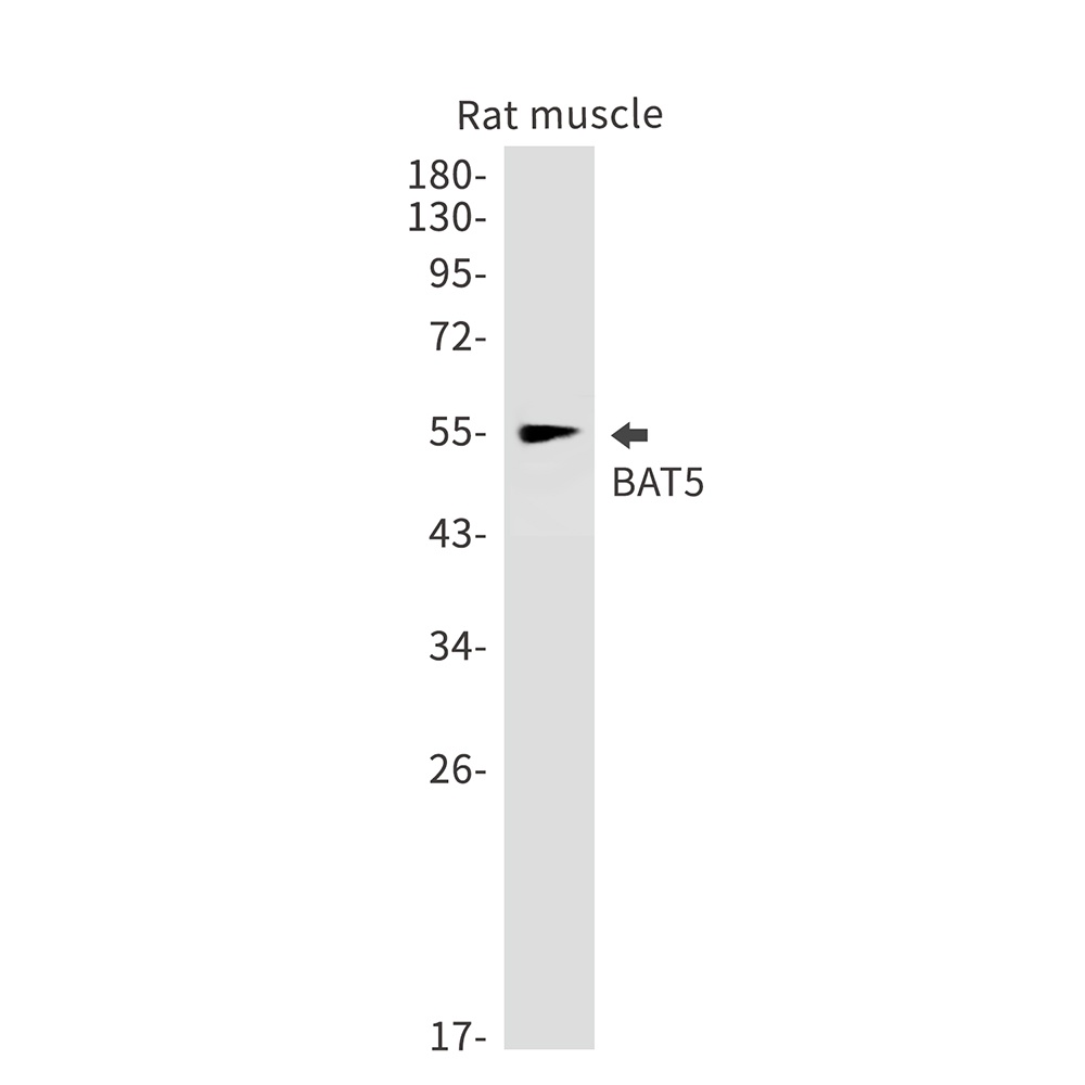 ABHD16A Antibody