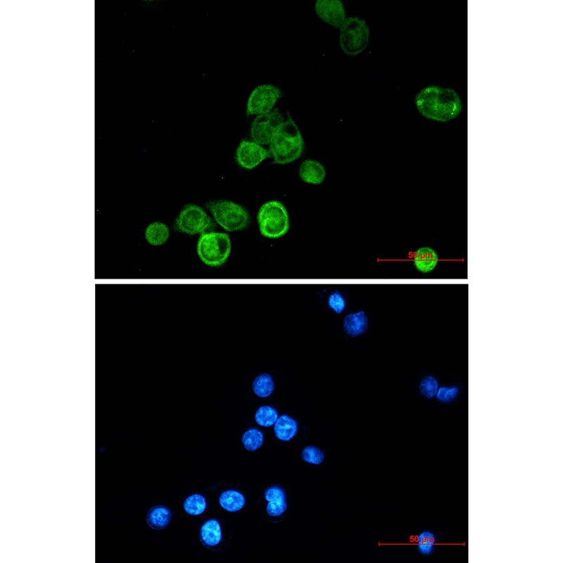 BAT3 Rabbit mAb
