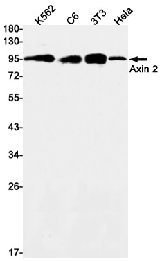 AXIN2 Antibody