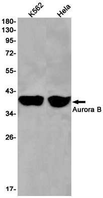 Aurora B Rabbit Monoclonal Antibody