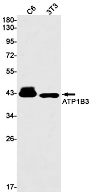ATP1B3 Rabbit mAb
