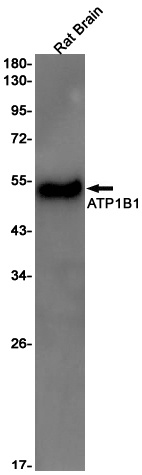 ATP1B1 Antibody