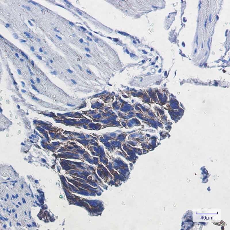 ATP1B1 Antibody