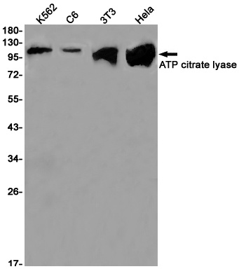 ACLY Antibody