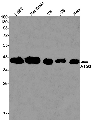 ATG3 Antibody