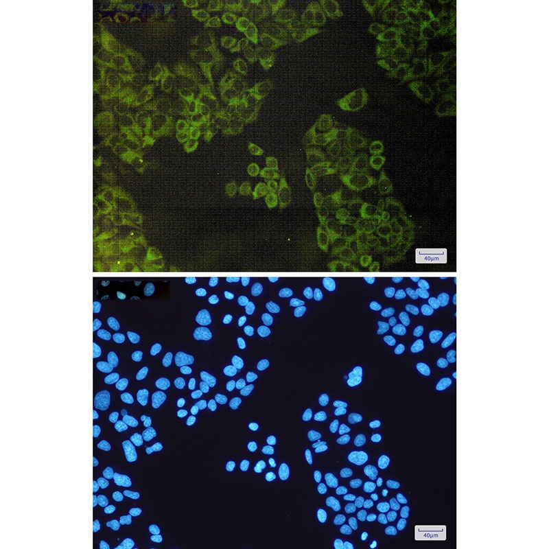 ATG3 Antibody