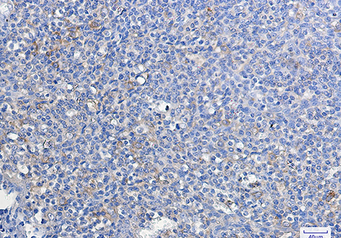ATG3 Antibody