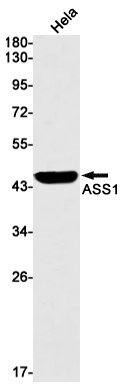 ASS1 Antibody