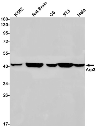 ACTR3 Antibody