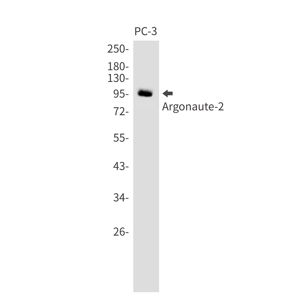 Argonaute 2 Rabbit mAb