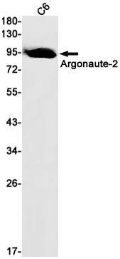 Argonaute 2 Rabbit mAb