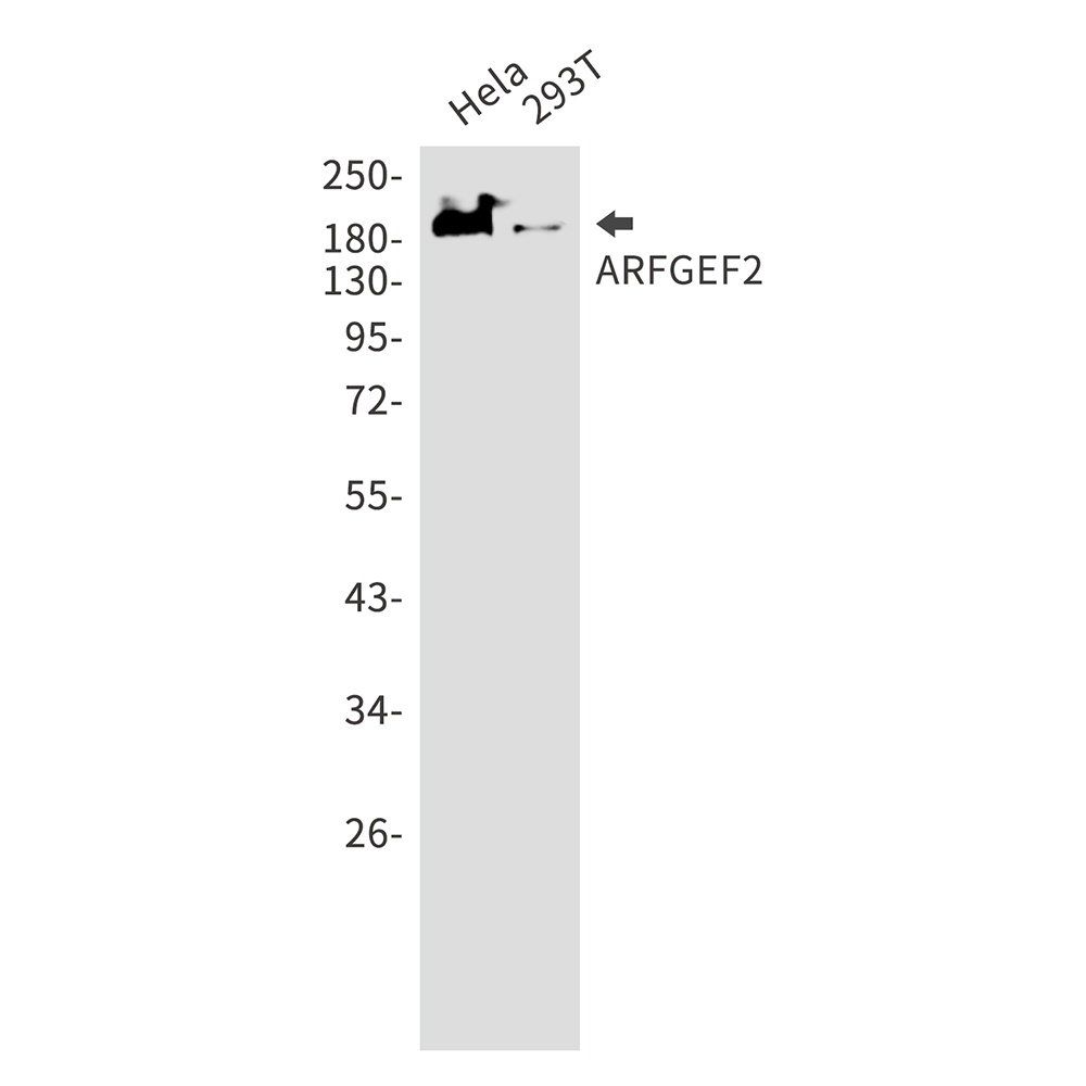 ARFGEF2 Antibody