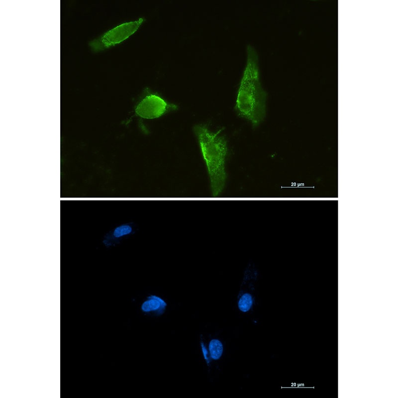 APTX Antibody
