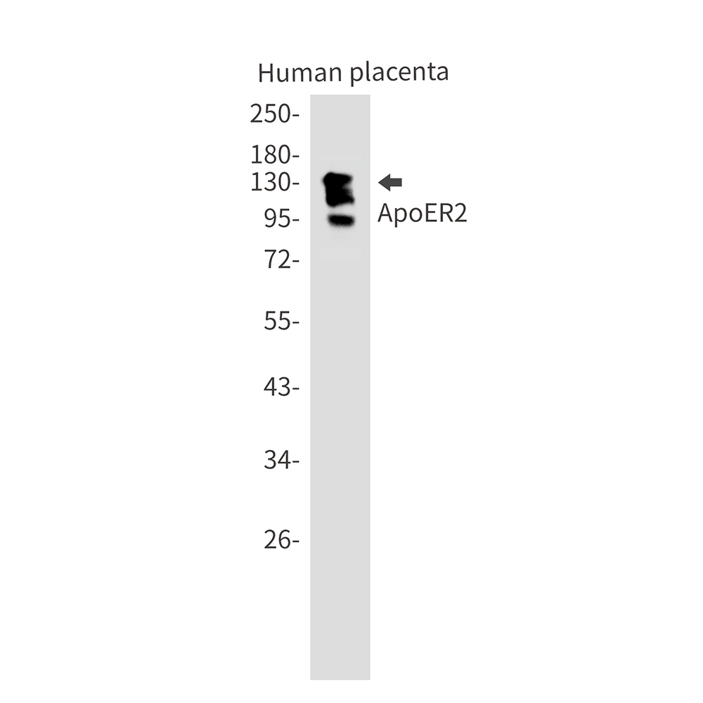 LRP8 Antibody